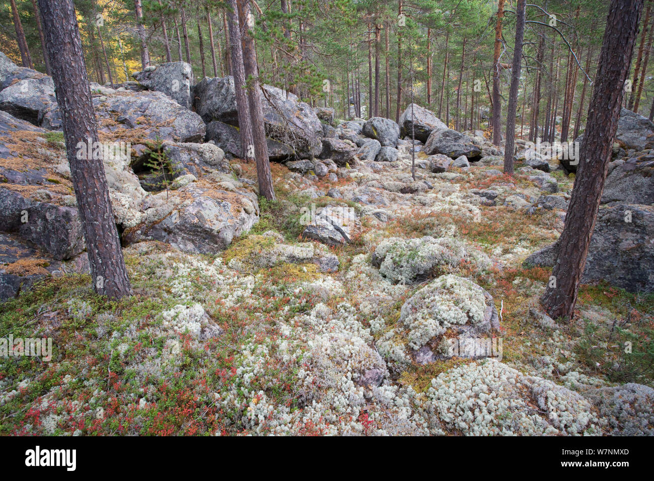 Autumnal boreal forest, Rondane, Norway September 2007 Stock Photo