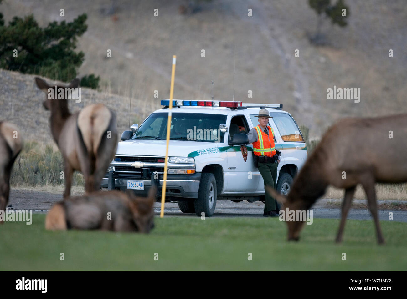 Park Ranger keeping an eye on Elk (Cervus elaphus canadensis), Mammoth Hot Springs, Yellowstone National Park, USA Stock Photo