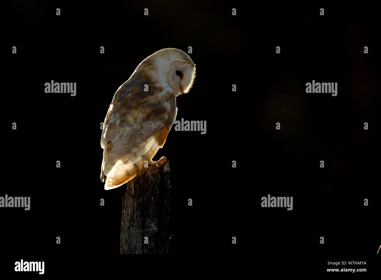 Barn owl (Tyto alba) in winter light, Scotland, UK captive Stock Photo