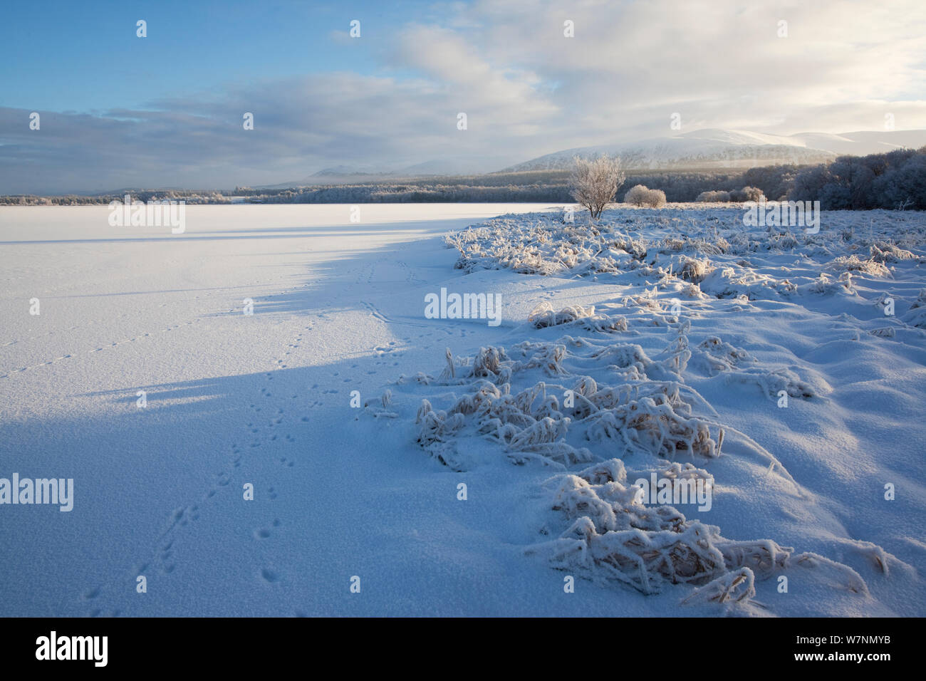 Animal tracks across Loch Insh in winter, Scotland, UK December 2010 Stock Photo