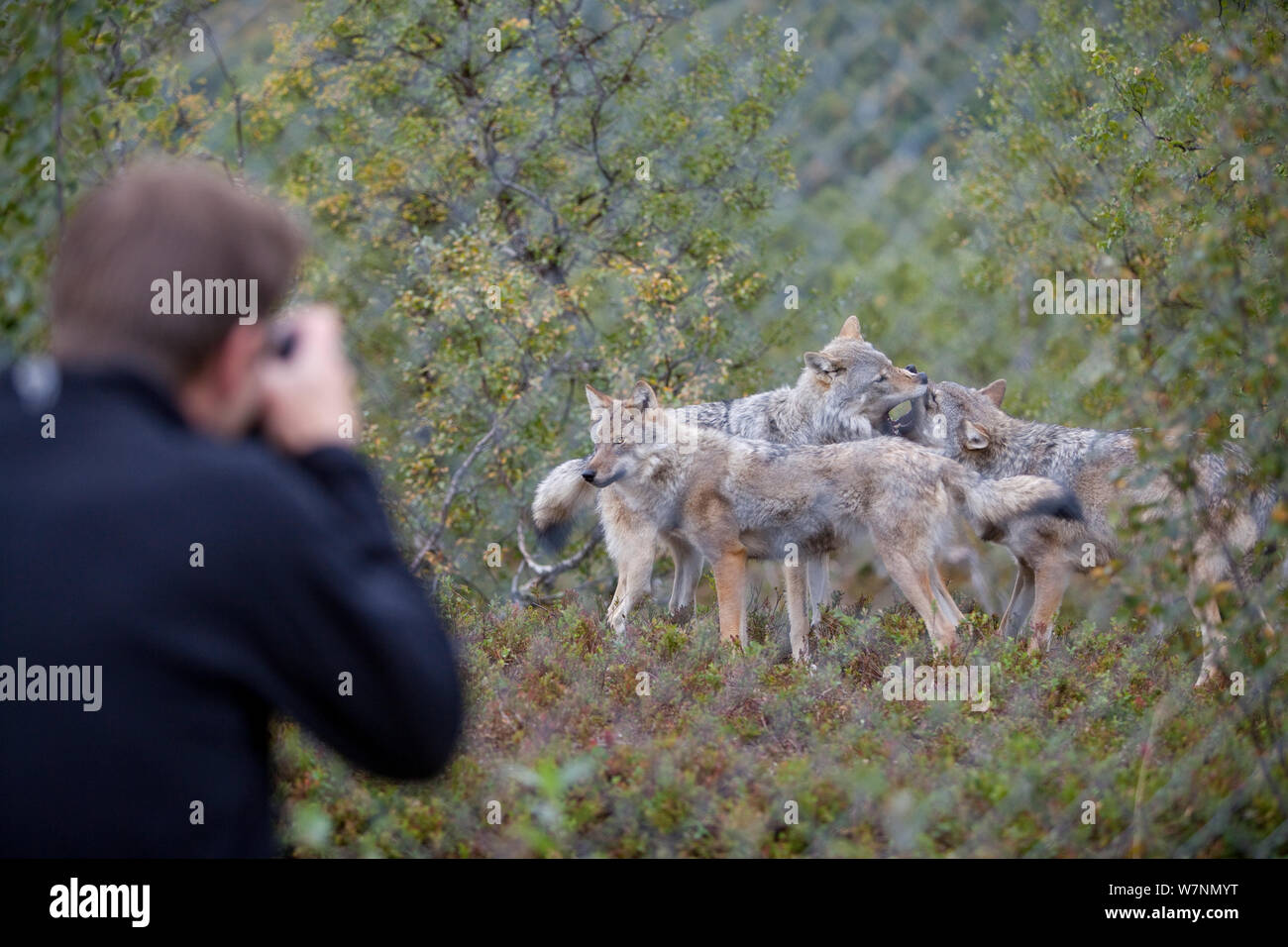 Eurasian wolves (Canis lupus lupus) being photographed in enclosure at education centre, Norway, captive Stock Photo