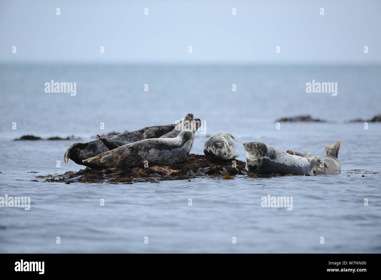 Grey seals (Halichoerus grypus) hauled out on seaweed covered rocks at low tide. Bardsey Island, North Wales, UK, August Stock Photo