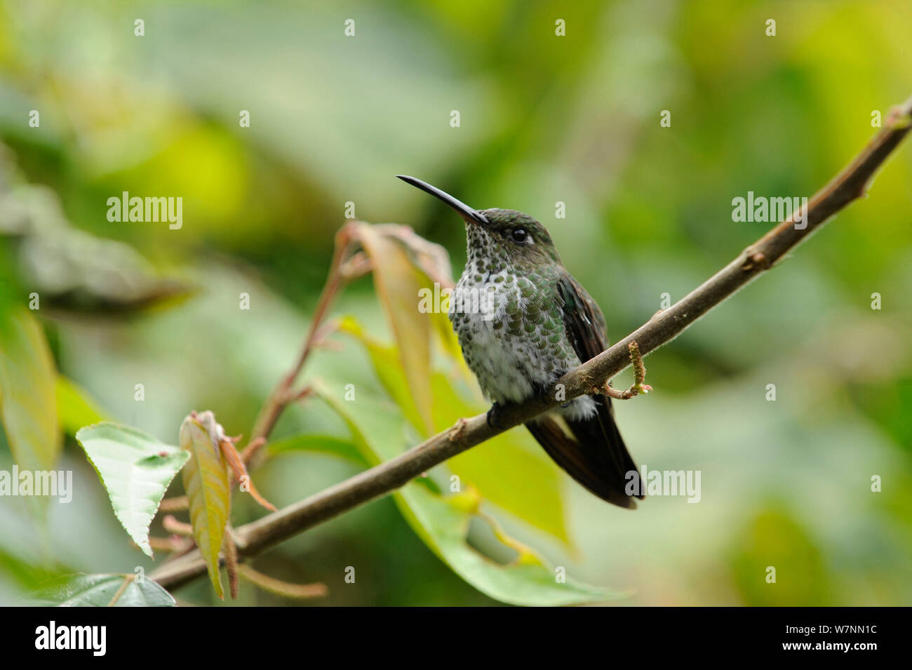 Many-spotted hummingbird (Taphrospilus hypostictus) Wild Sumaco, Ecuador. Stock Photo