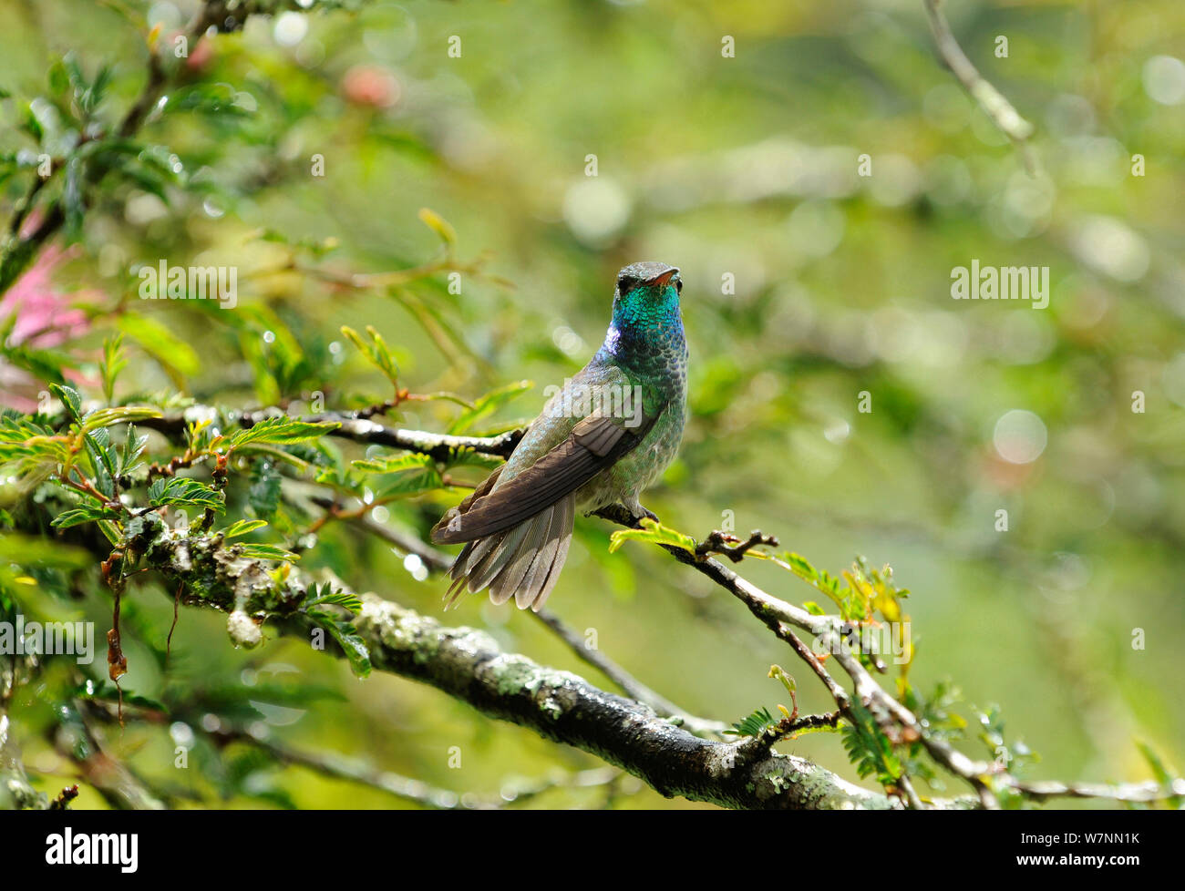 Versicoloured emerald hummingbird (Amazilia versicolour) Santa Teresa, Rio de Janeiro, Brazil. Stock Photo