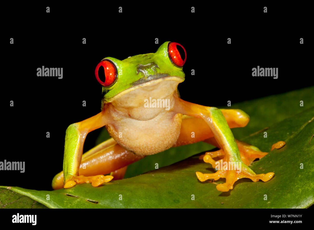 Red-Eyed Tree Frog (Agalychnis callidryas), Punta Laguna, Otoch Ma'ax Yetel Kooh Reserve, Yucatan Peninsula, Mexico, October. Stock Photo