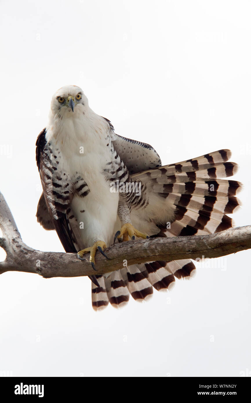 Ornate Hawk-Eagle (Spizaetus ornatus) juvenile stretching, Calakmul Biosphere Reserve, Yucatan Peninsula, Mexico, November. Stock Photo