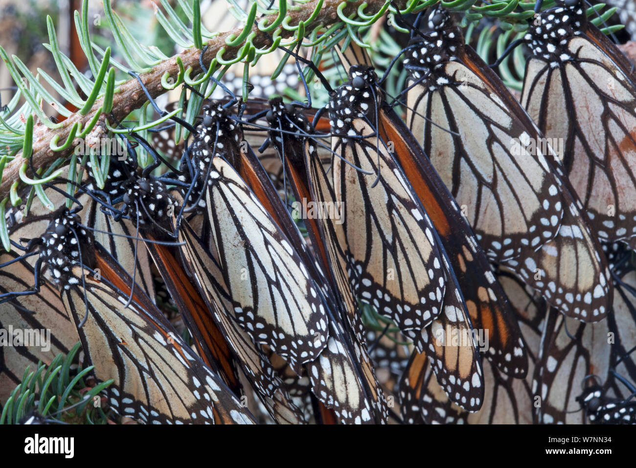 Monarch Butterfly Hibernation