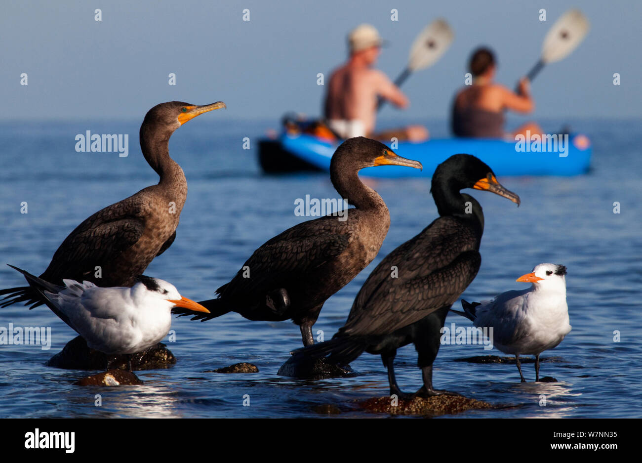 Double-Crested Cormorant (Phalacrocorax auritus), Royal Tern (Sterna maxima) and tourists canoeing in background, El Requeson, Gulf of California, Baja California Peninsula, Mexico, December. (Digitally altered: horizon lines corrected) Stock Photo