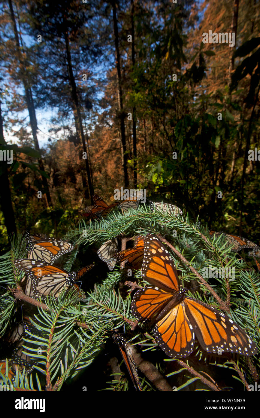 Monarch butterfly (Danaus plexippus) hibernating in Sacred Fir (Abies