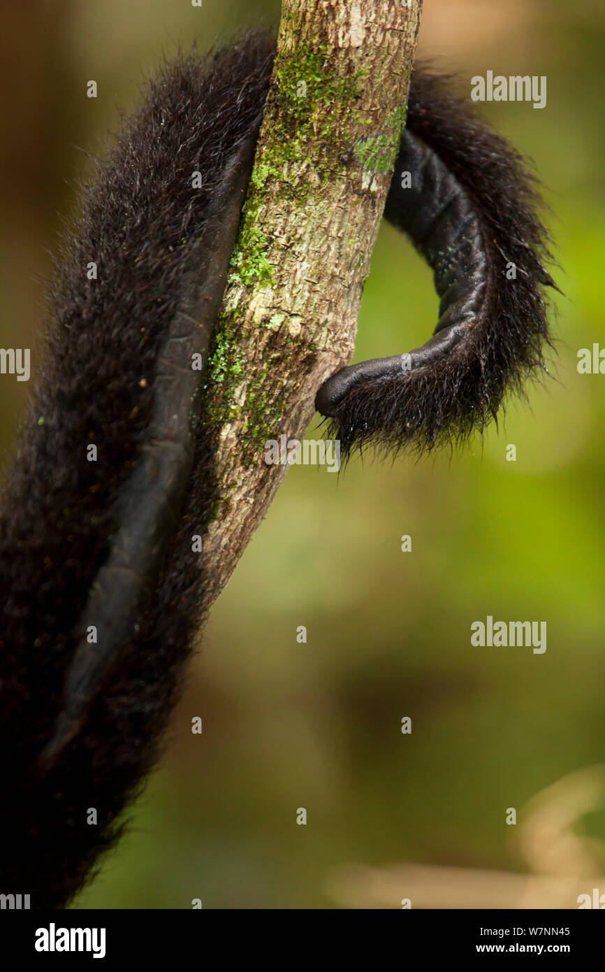Yucatan Black Howler Monkey (Alouatta pigra) prehensile tail detail,  El Mirador-Rio Azul National Park, Department of Peten, Guatemala, October. Endangered species. Stock Photo