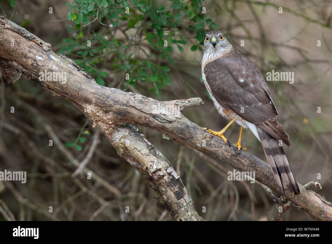 Sharp-Shinned Hawk (Accipiter striatus) perched Sabal Palm Audubon Sanctuary, Brownsville, Texas USA Stock Photo