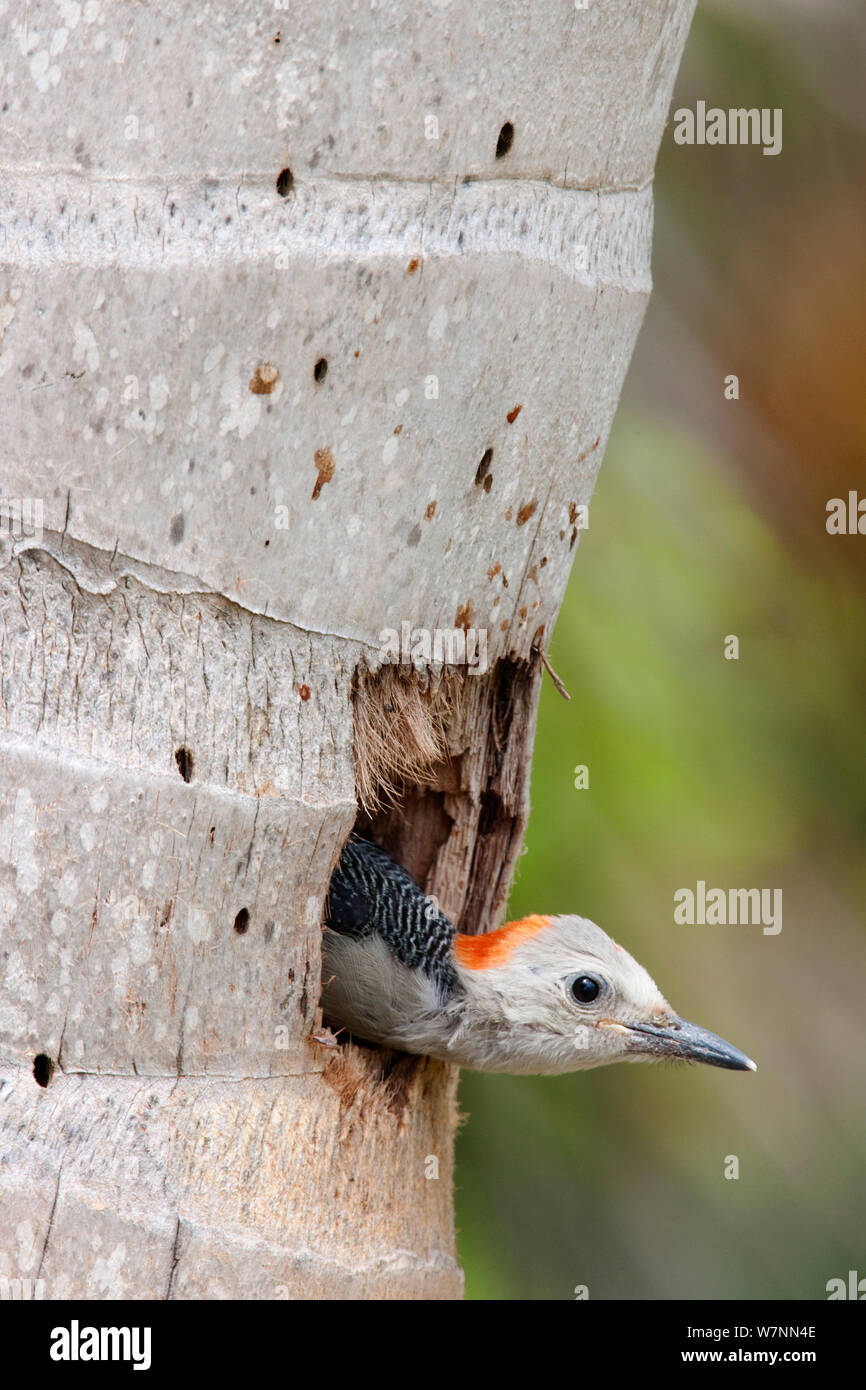 Golden-Fronted Woodpecker (Centurus aurifrons) chick awaiting parents at nest, Xcacel, Yucatan Peninsula, Mexico, August. Stock Photo