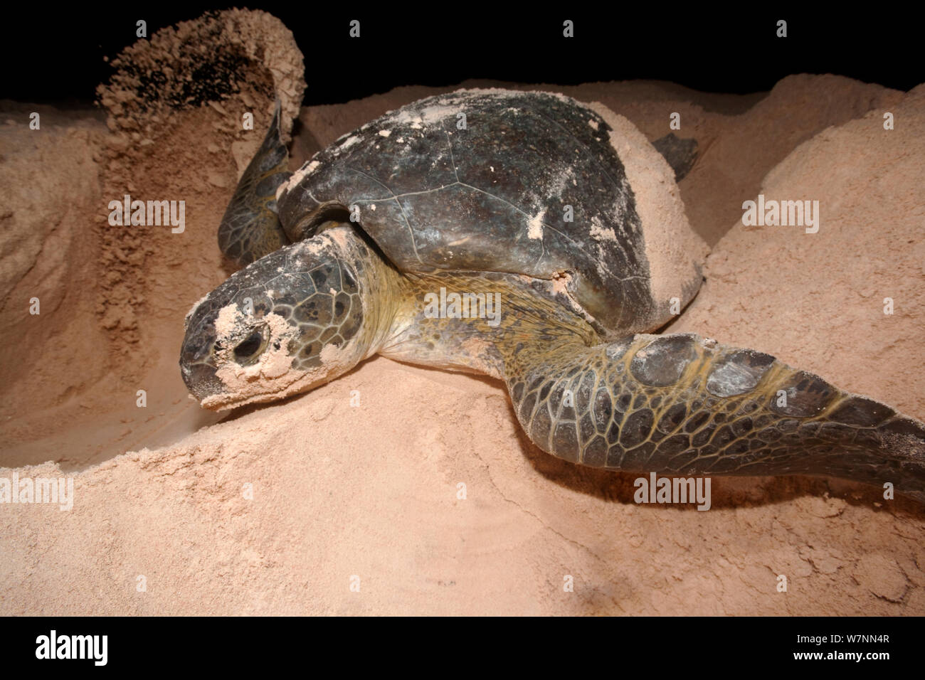 Green turtle (Chelonia mydas) covering nest, Sian Ka'an Biosphere Reserve, Yucatan Peninsula, Mexico, August. Endangered species Stock Photo