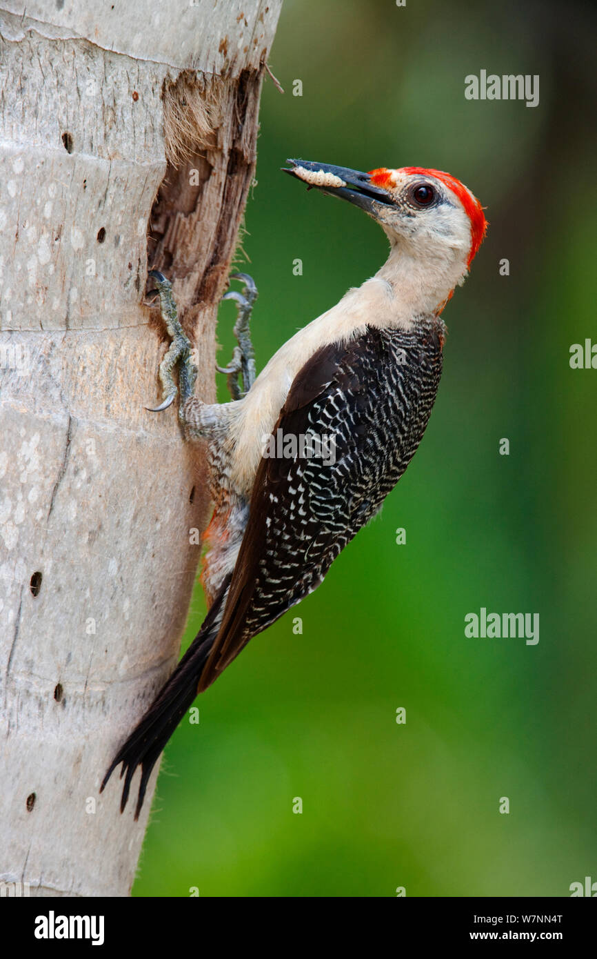 Golden-Fronted Woodpecker (Melanerpes / Centurus aurifrons) adult bringing food to nest, Xcacel, Yucatan Peninsula, Mexico, August. Stock Photo