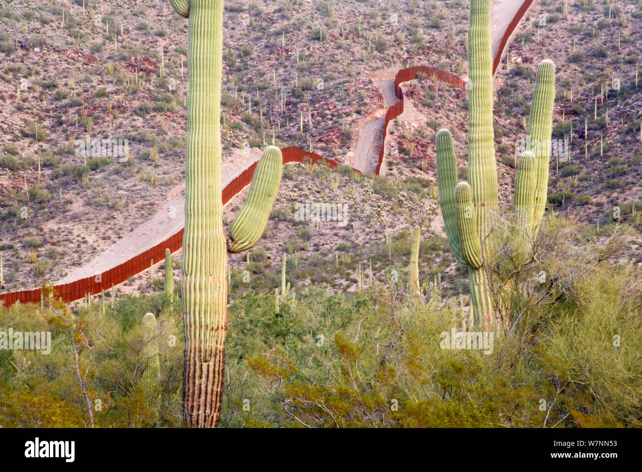 Sonora desert mexico hires stock photography and images Alamy