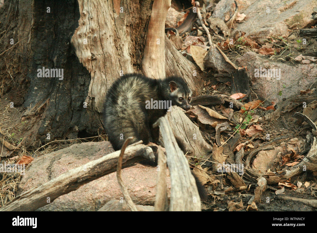 Asian palm civet (Paradoxurus hermaphroditus) taken on location for 'Tiger - Spy in the Jungle' March 2007 Stock Photo