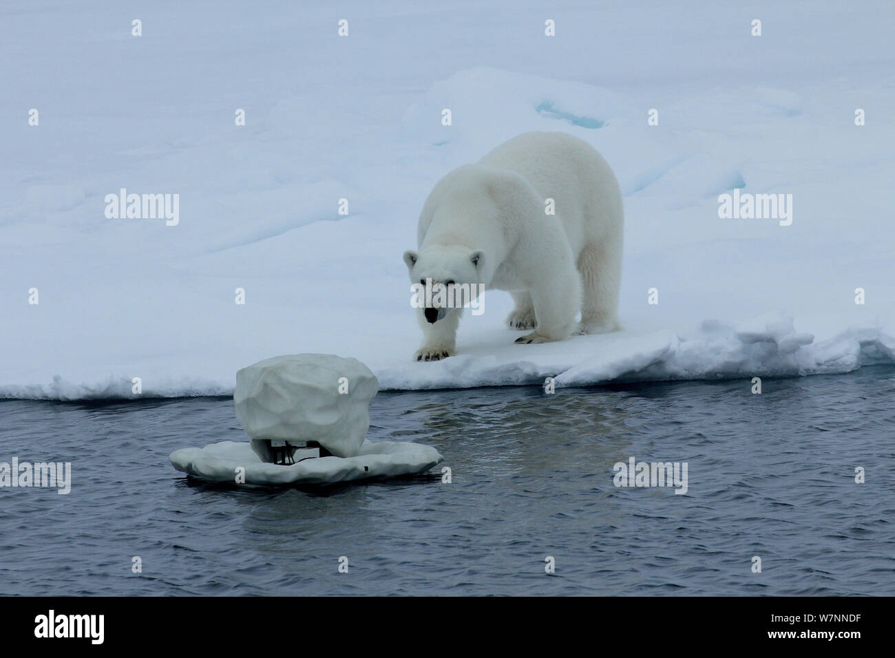 Polar bear (Ursus maritimus) investigating 'iceberg cam' remote camera for filming polar bears, Svalbard, Norway, taken on location for 'Polar Bear : Spy on the Ice' August 2010 Stock Photo