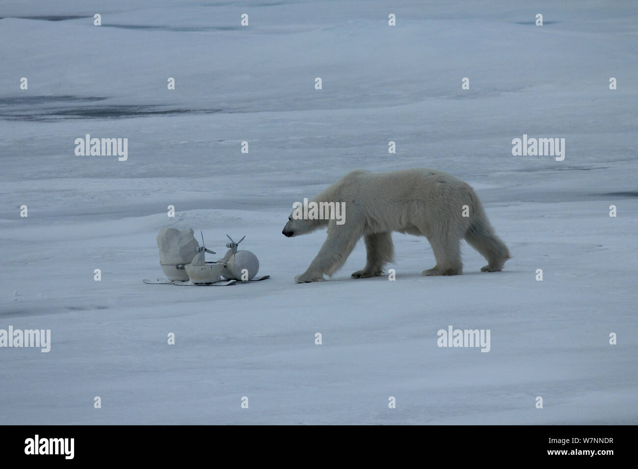 Polar bear (Ursus maritimus) investigating 'Blizzard cam' remote camera for filming polar bears, Svalbard, Norway, taken on location for 'Polar Bear : Spy on the Ice' August 2010 Stock Photo