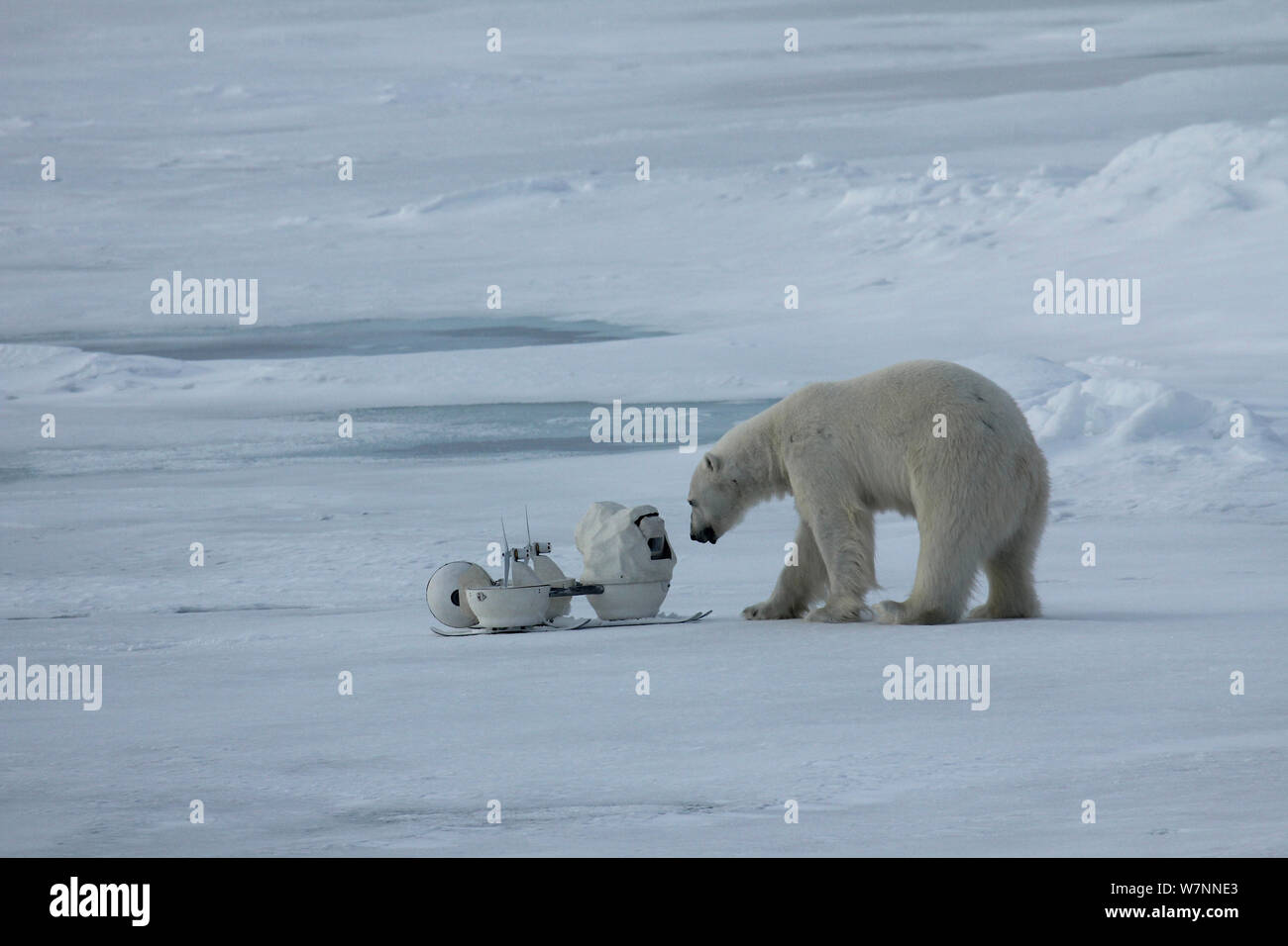 Polar bear (Ursus maritimus) investigating 'Blizzard cam' remote camera used for filming polar bears, Svalbard, Norway, taken on location for 'Polar Bear : Spy on the Ice' August 2010 Stock Photo
