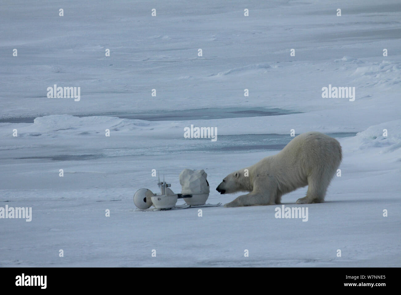 Polar bear (Ursus maritimus) investigating 'blizzard cam', remote camera used for filming polar bears, Svalbard, Norway, taken on location for 'Polar Bear : Spy on the Ice' August 2010 Stock Photo