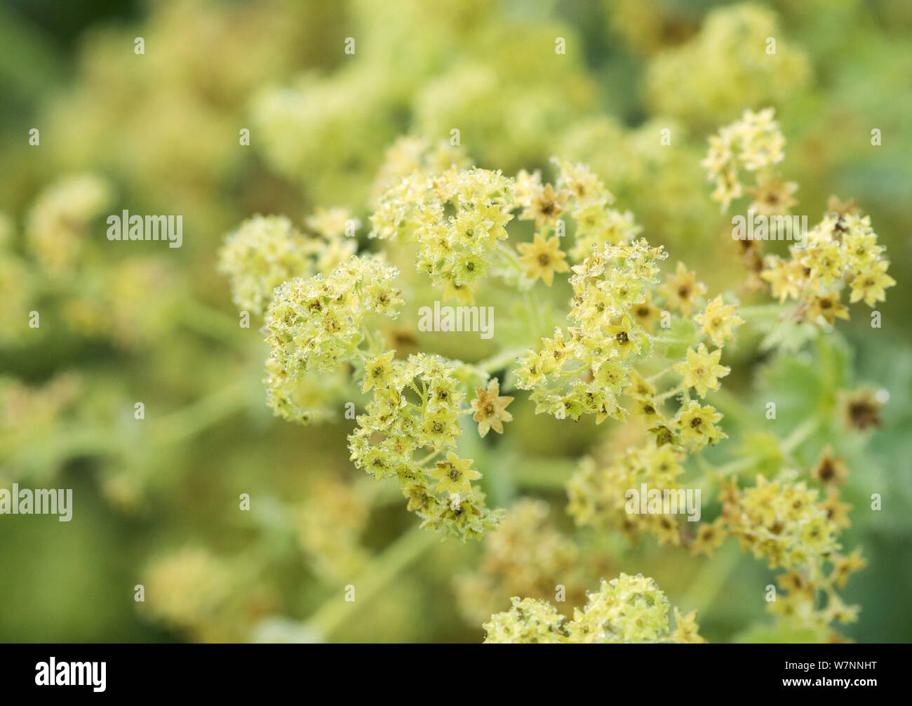 Rain collects on the yellow flowers of Lady’s Mantle ( alchemilla mollis ) . Background. Stock Photo