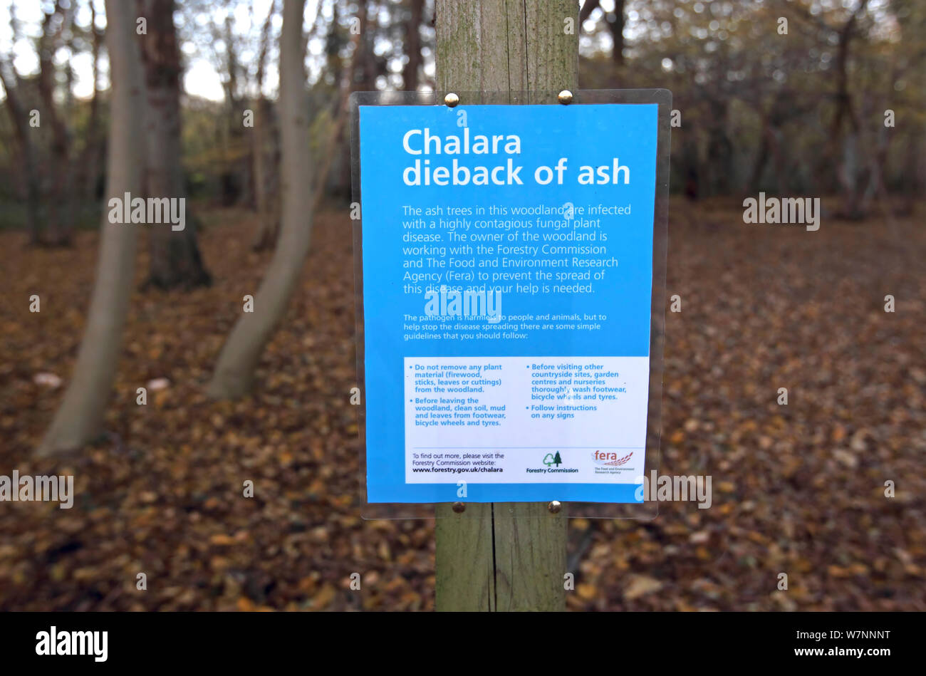 Chalara Ash dieback information sign in  Ashwellthorpe Wood NWT Norfolk UK November 2012.  Disease is caused by fungus (Chalara fraxinea) Stock Photo