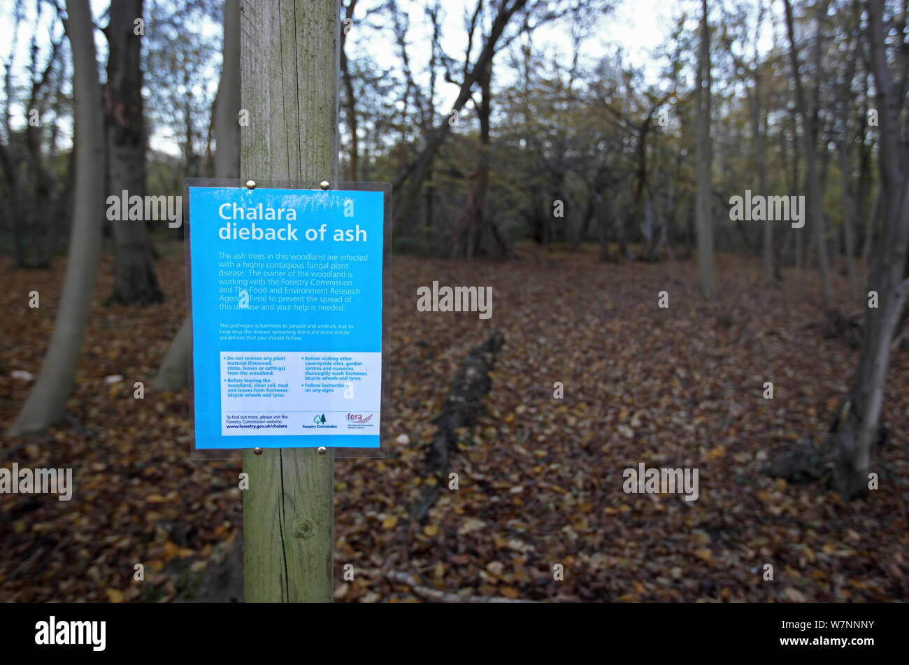 Chalara Ash dieback information sign in  Ashwellthorpe Wood NWT Norfolk UK November 2012. Disease is caused by fungus (Chalara fraxinea) Stock Photo