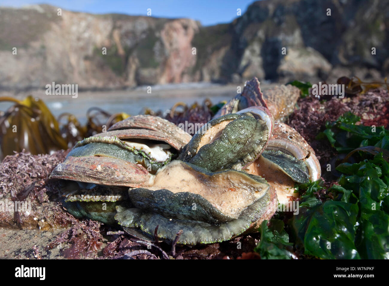 Ormers (Haliotis tuberculata) exposed at low tide, English Channel, off the coast of Sark, Channel Islands, March Stock Photo