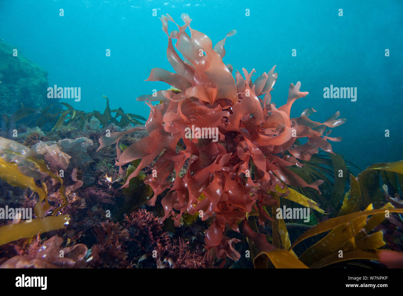 Dulse (Palmaria palmata) English Channel, off the coast of Sark, Channel Islands, July Stock Photo