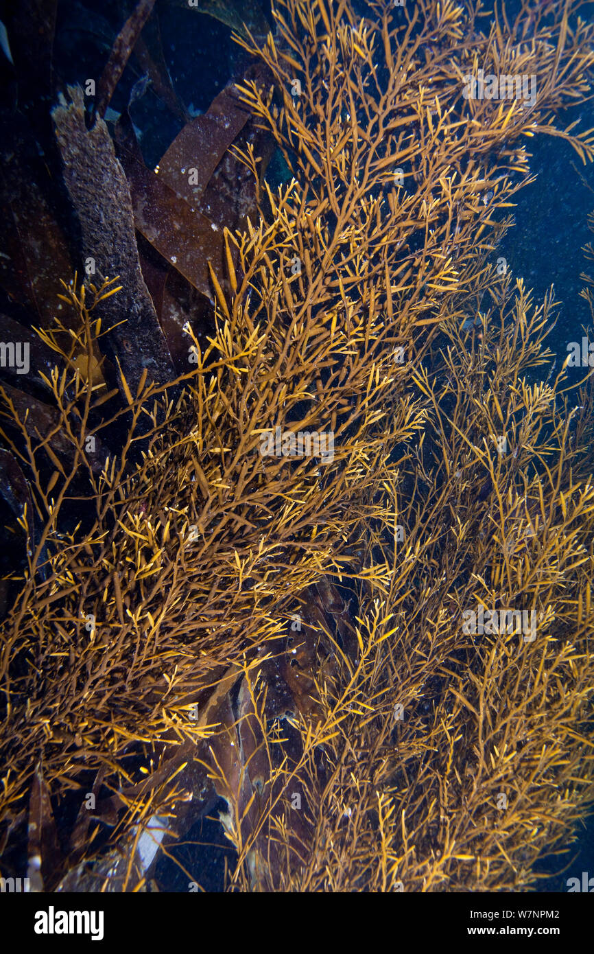 Sea Oak (Halidrys siliquosa) English Channel, off the coast of Sark, Channel islands, August Stock Photo