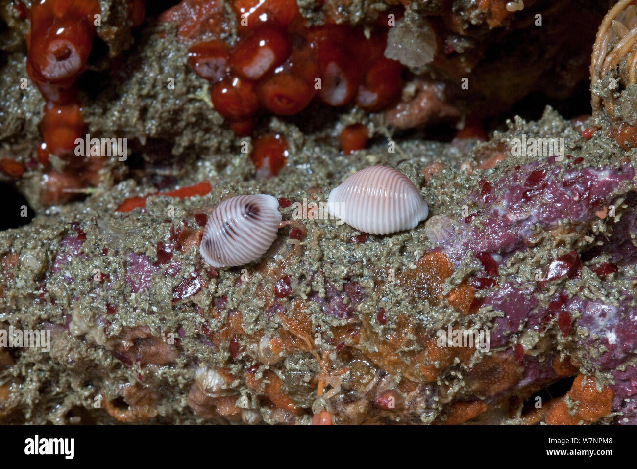 Spotted Cowrie (Trivia monacha) and Arctic Cowrie (Trivia artica