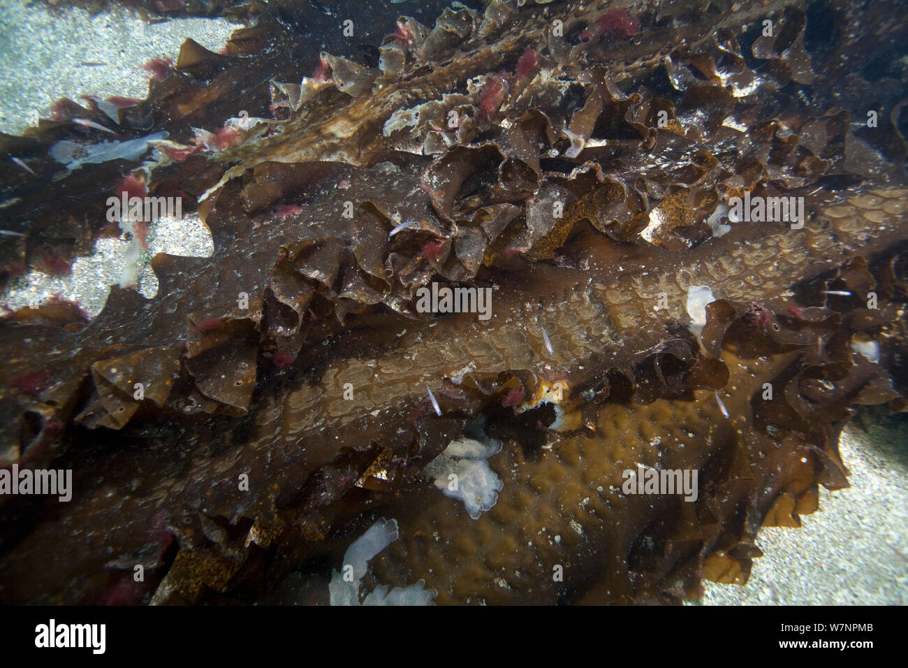 Sugar Kelp (Saccharina latissima) English Channel, off the coast of