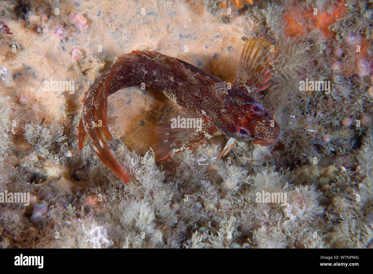 Tompot Blenny (Parablennius gattorugine) English Channel, off the coast of Sark, Channel Islands, July Stock Photo