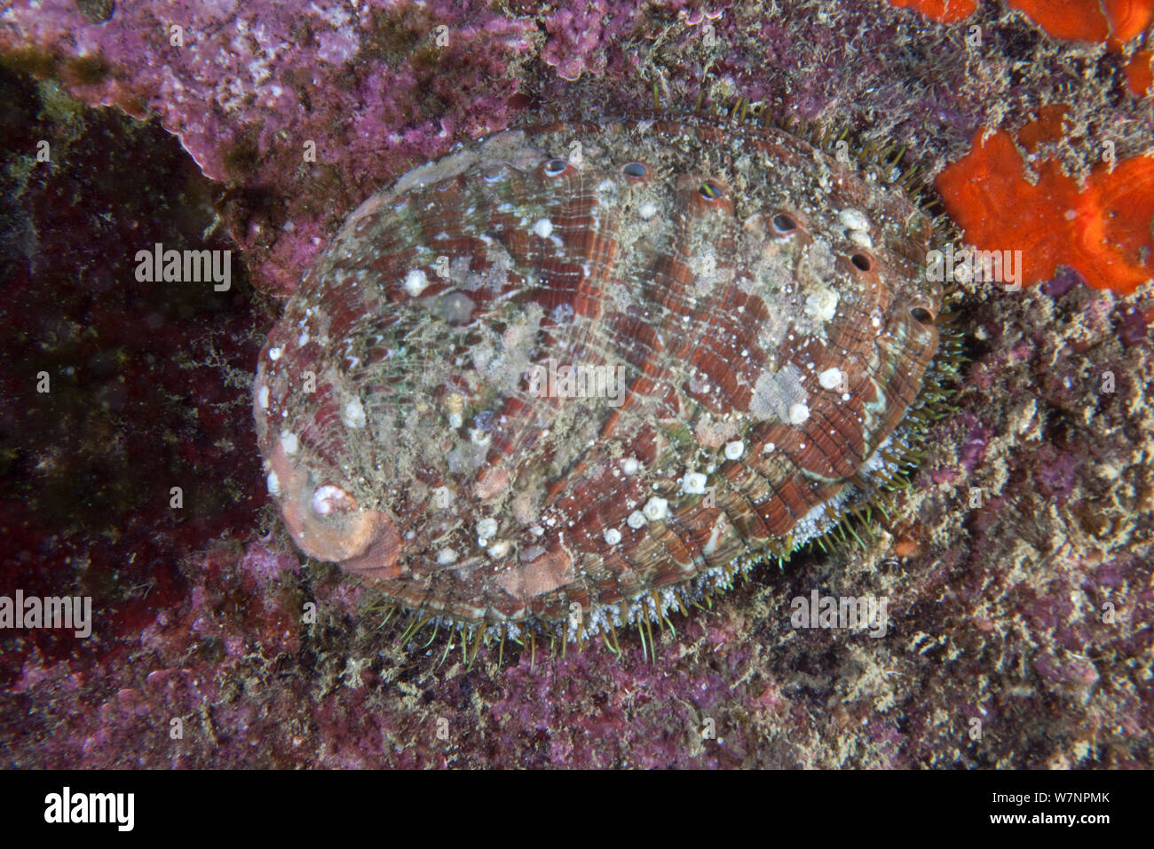 Ormer (Haliotis tuberculata) English Channel, off the coast of Sark, Channel islands, July Stock Photo