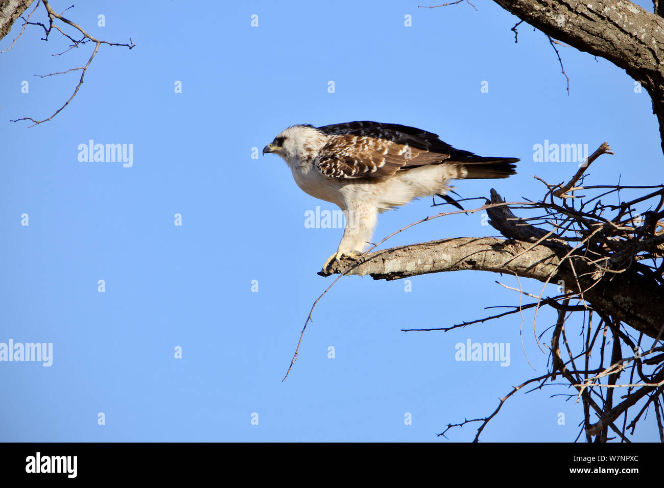 Wahlberg's eagle (Aquila wahlbergi) in a tree, Kruger National Park, Transvaal, South Africa, September. Stock Photo