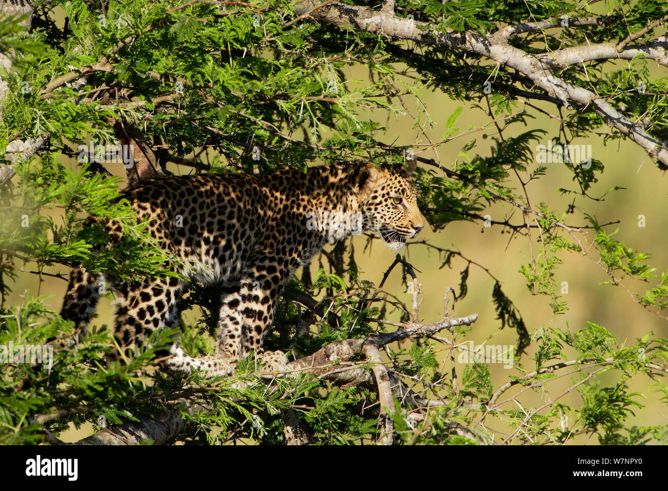 Young Leopard (Panthera pardus) in tree near Skukuza, Kruger National Park, Transvaal, South Africa, September. Stock Photo