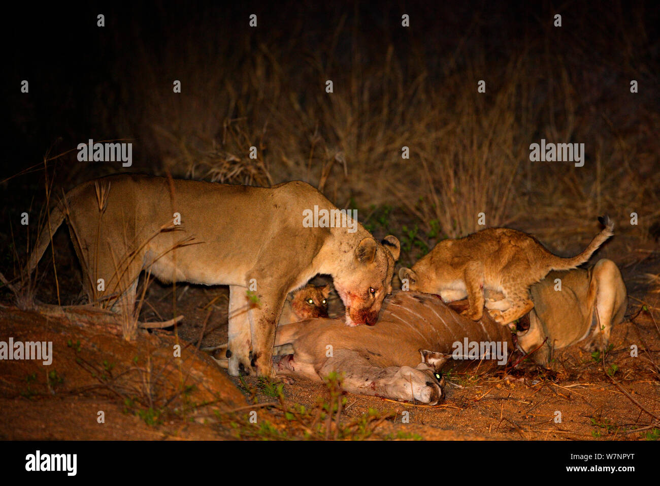Two Lionesses (Panthera leo) with cubs at night feeding on a recently killed Greater Kudu (Tragelaphus strepsiceros), Kruger National Park, Transvaal, South Africa, September. Stock Photo
