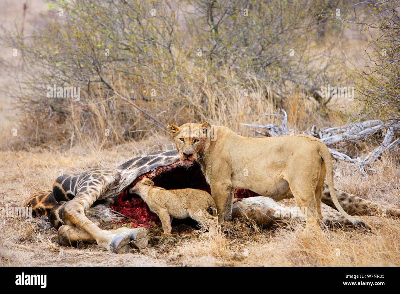 African lioness (Panthera leo) with cub, eating a Giraffe, Kruger National Park, Transvaal, South Africa, September. Stock Photo