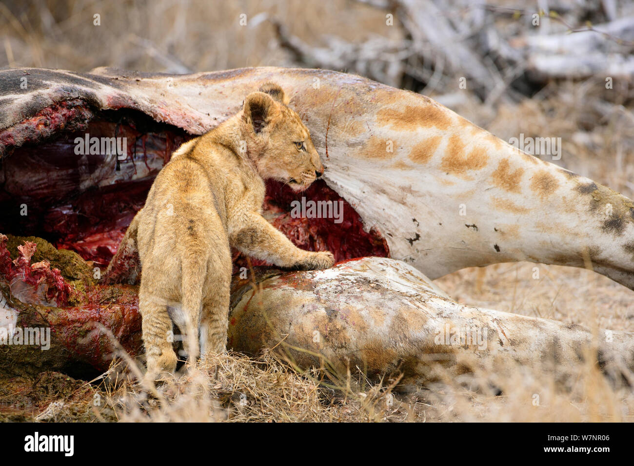 African lion (Panthera leo) cub eating a Giraffe, Kruger National Park, Transvaal, South Africa, September. Stock Photo