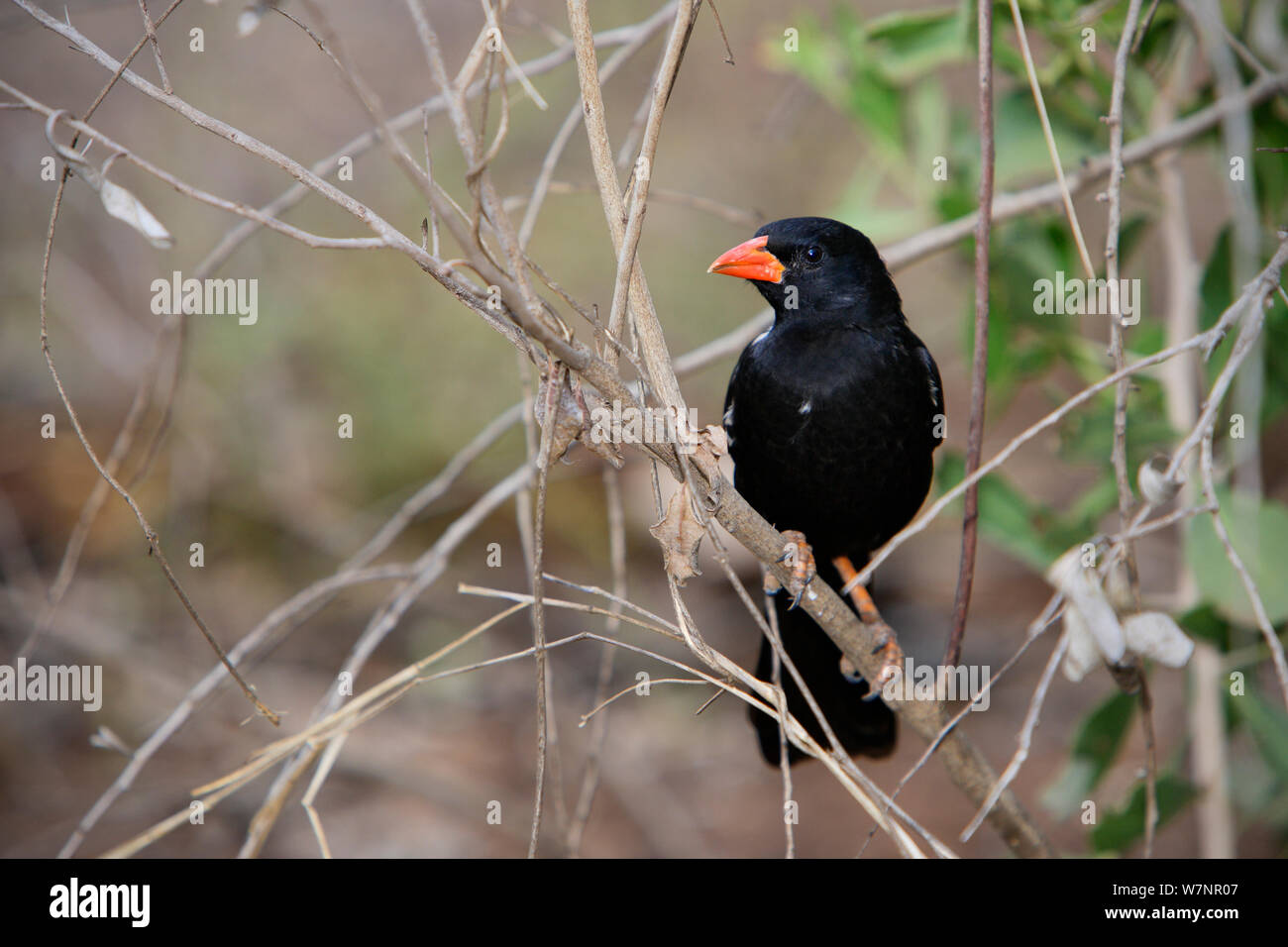 Ploceidae Stock Photos Ploceidae Stock Images Alamy