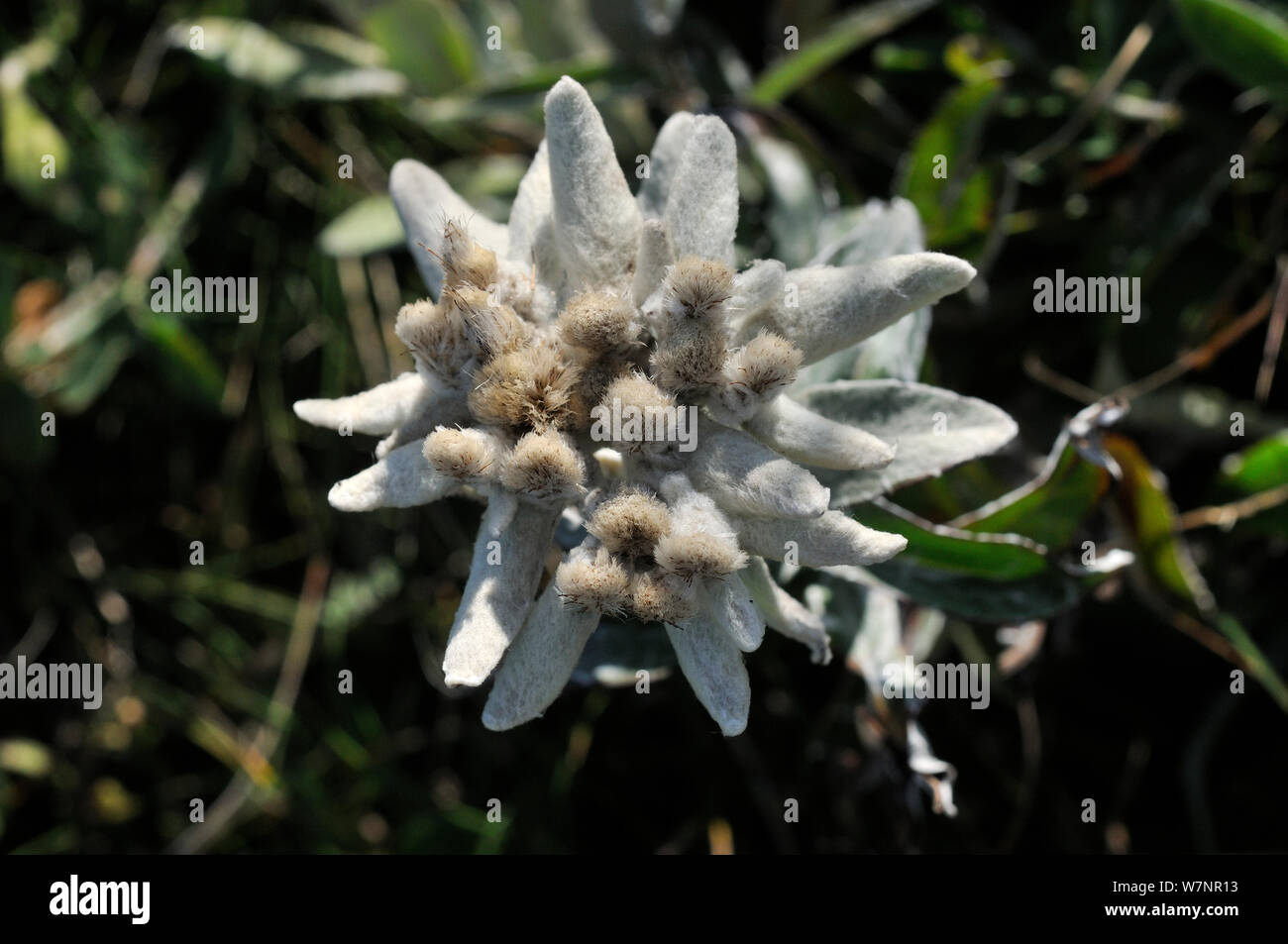 Edelweiss variant (Leontopodium palibinianum).  Far East Russia, Primorskiy krai, Lazovskiy raion, Coast of sea of Japan, October. Stock Photo