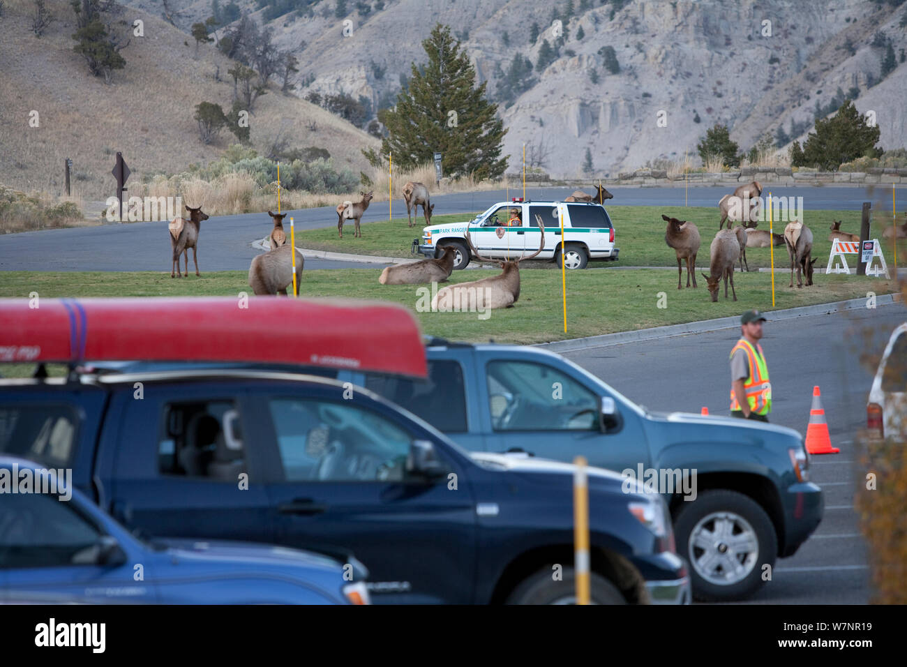 Elk (Cervus elaphus canadensis) grazing on lawn in town of Mammoth Hot Springs, Yellowstone National Park, USA Stock Photo