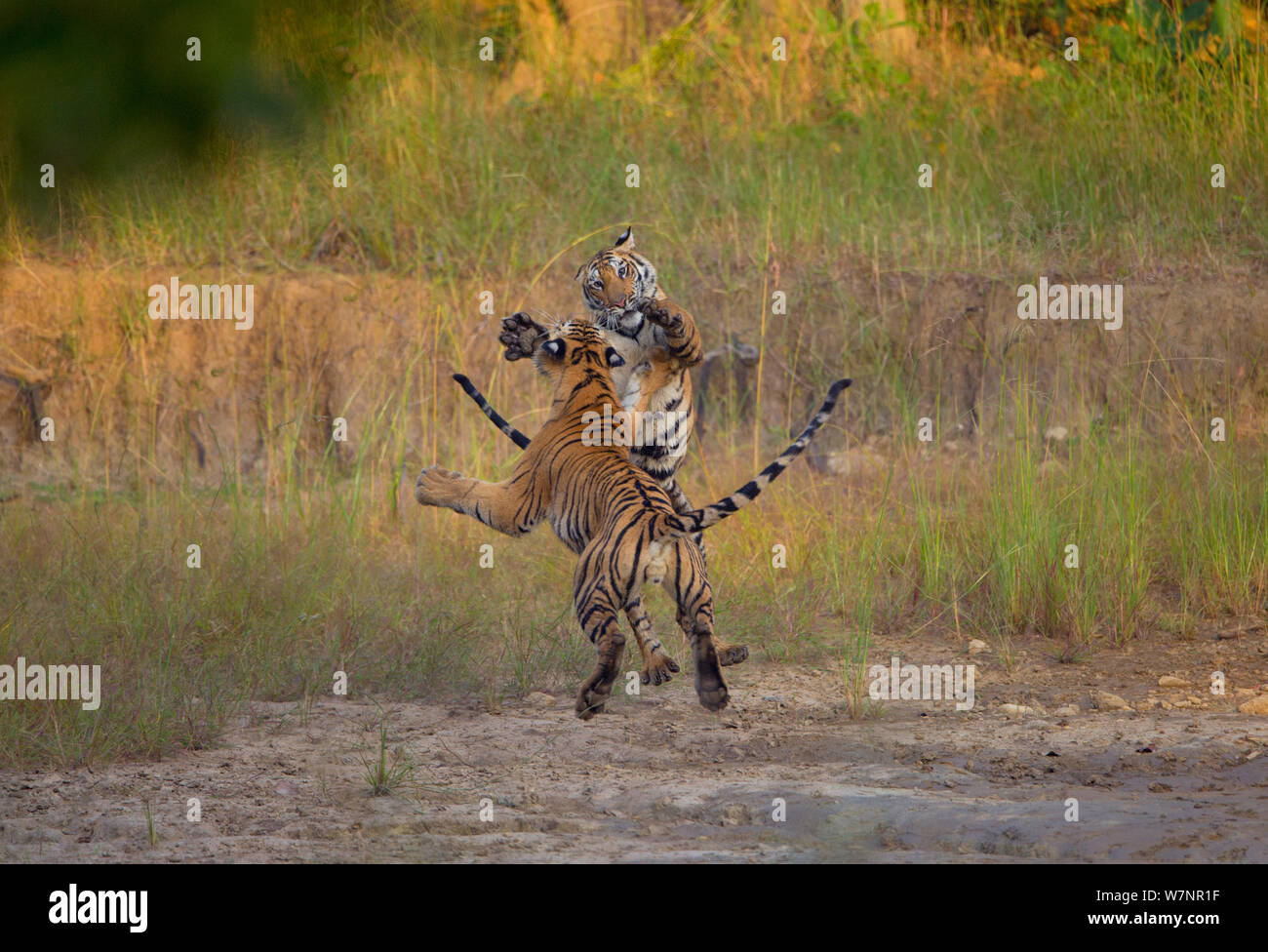 Bengal Tigers (Panthera tigris), two subadults, approximately 17-19 months old, leaping, playing and fighting. Endangered. Bandhavgarh National Park, India. Non-ex. Sequence 1 of 2. Stock Photo