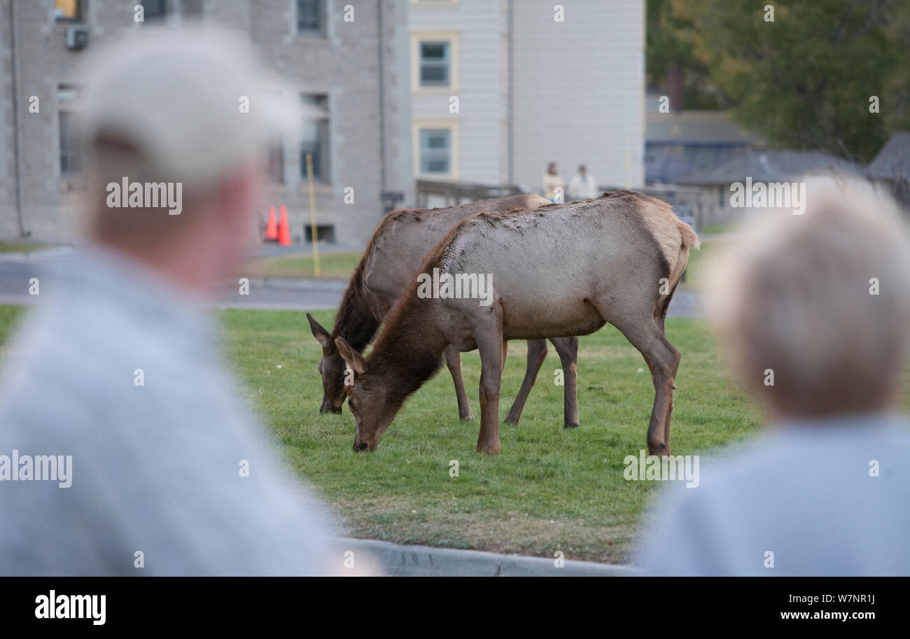 Tourists watching Elk (Cervus elaphus canadensis), Mammoth Hot Springs, Yellowstone National Park, USA Stock Photo