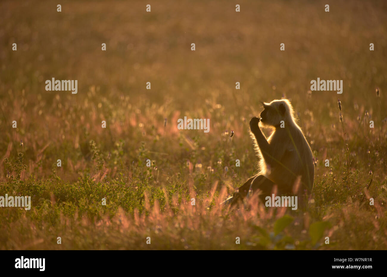 Hanuman / Northern Plains Grey Langur (Presbytis entellus) adult, backlit by evening sunlight, feeding in an open meadow. Bandhavgarh National Park, India. Non-ex. Stock Photo