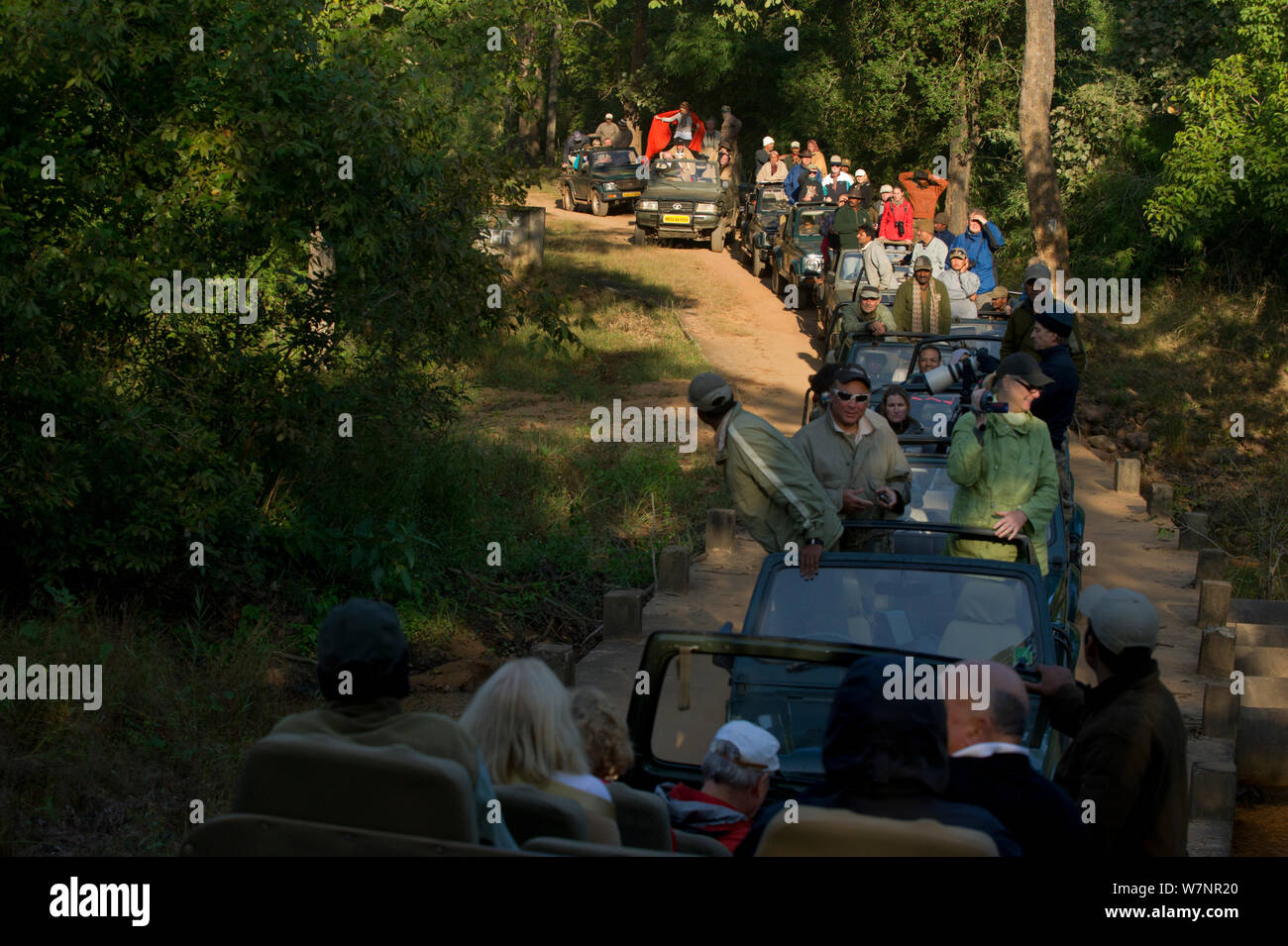 Tourist Vehicles stopped at a location where an adult male tiger has just crossed a forest track. Bandhavgarh National Park, India. Non-ex. Stock Photo