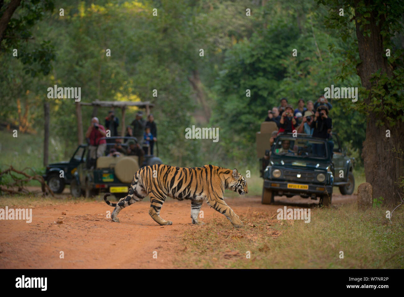 Bengal Tiger (Panthera tigris) sub-adult female, approximately 10-14 months old, crosses road while being photographed by tourists. Endangered. Bandhavgarh National Park, India. Non-ex. Stock Photo