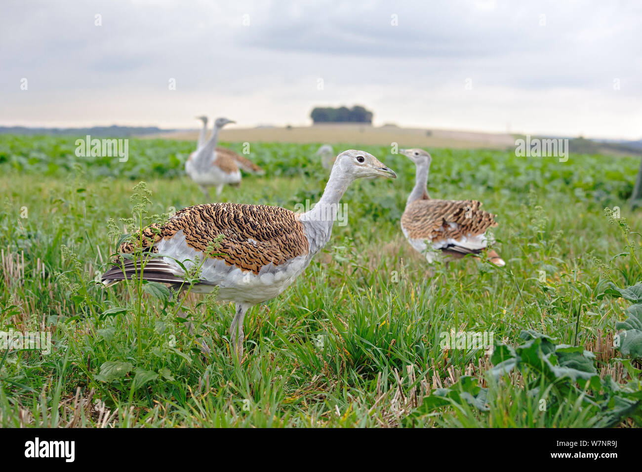 Great Bustard (Otis tarda) juvenile, part of a reintroduction project with birds imported under DEFRA licence from Russia. Salisbury Plain, Wiltshire, UK, September 2012 Stock Photo