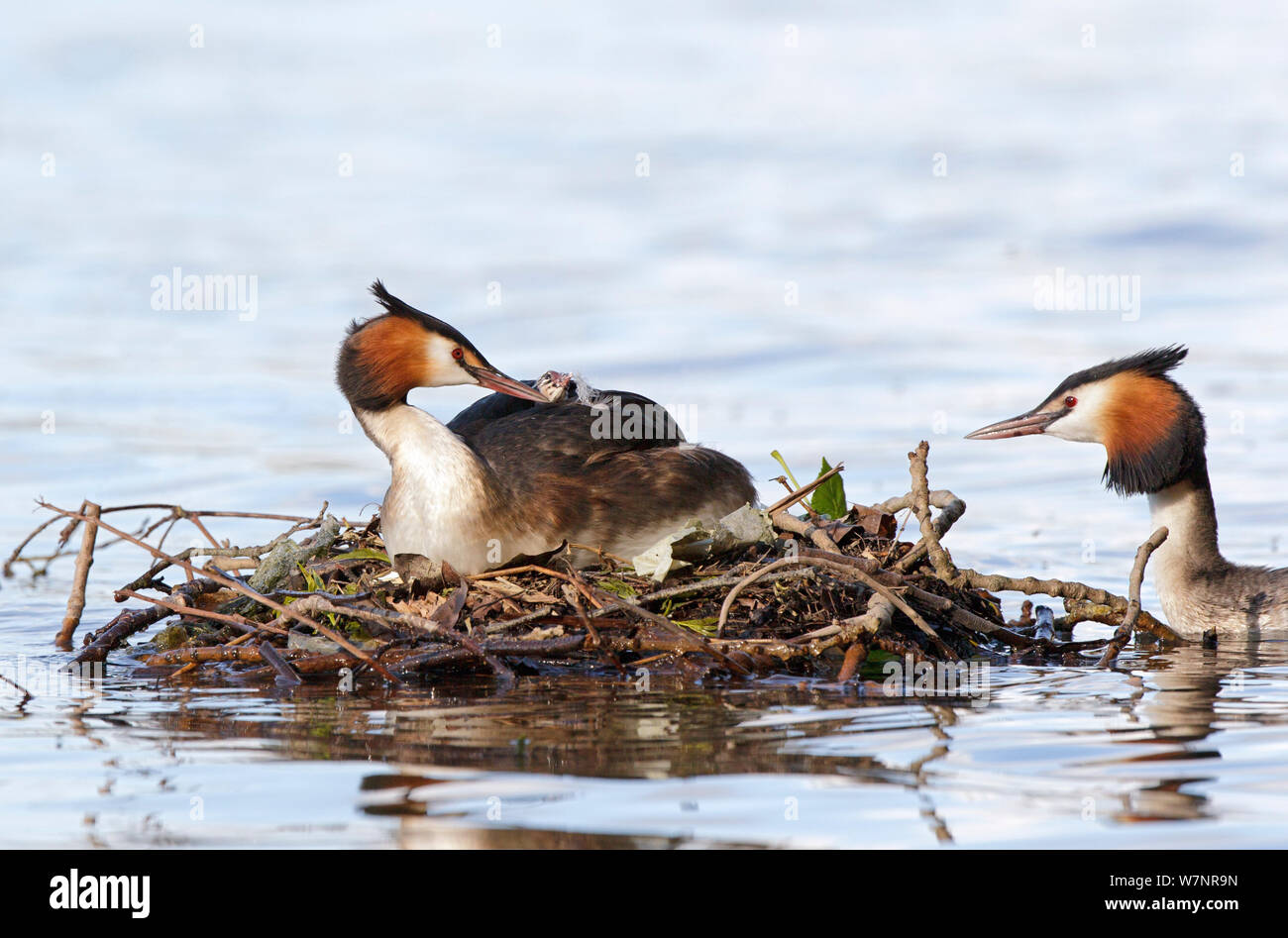 Great Crested Grebes (Podiceps cristatus) at nest. Wiltshire, England, May. Stock Photo