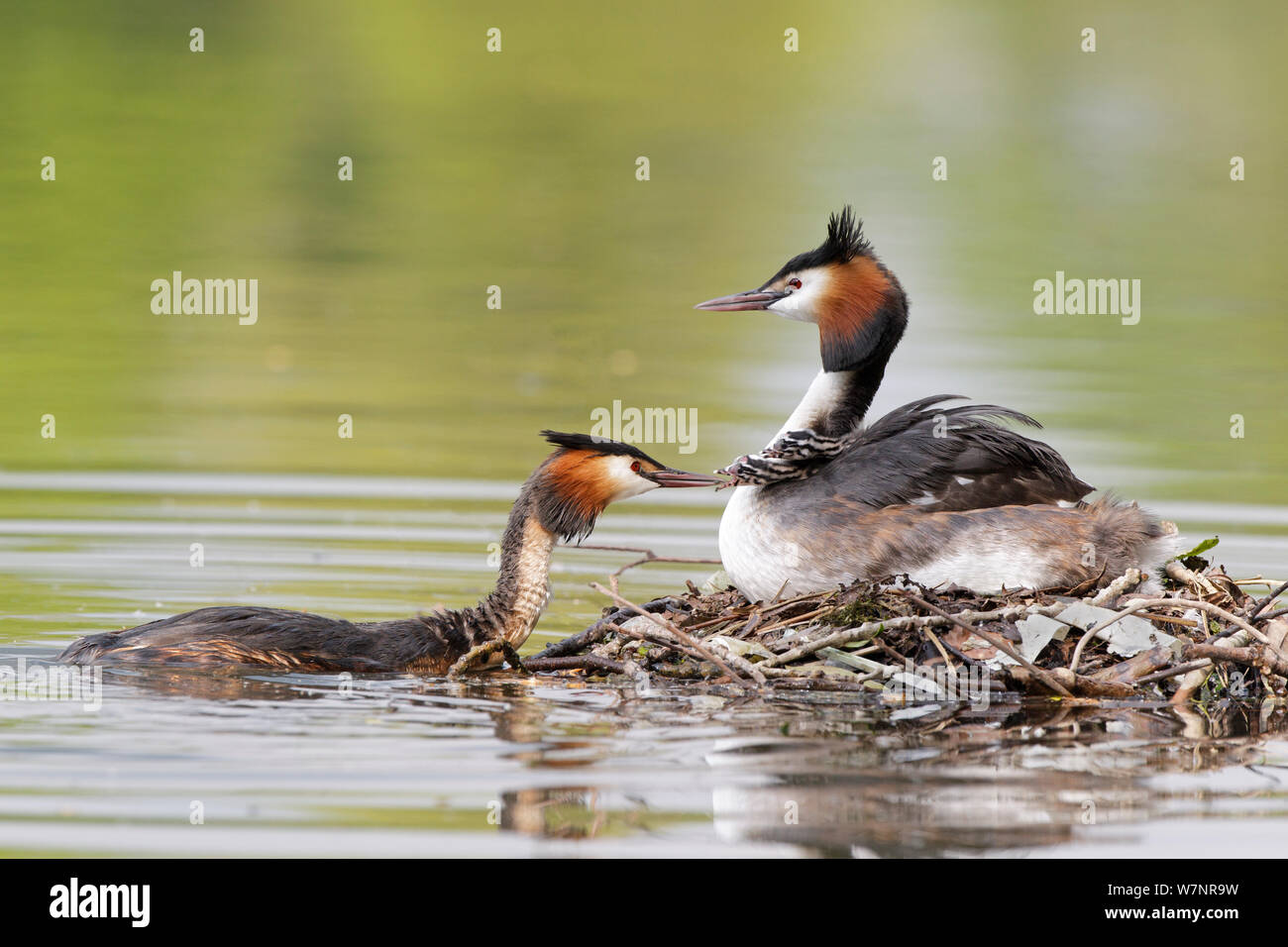 Great Crested Grebes (Podiceps cristatus) pair at nest with chicks, Wiltshire, England, May. Stock Photo